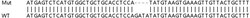 Abcam&nbsp;Human MMADHC knockout HEK-293T cell line