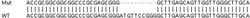 Abcam&nbsp;Human SYAP1 knockout HEK-293T cell line