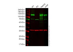 Abcam&nbsp;Human IPO4 (Importin4/Imp4) knockout HEK-293T cell line