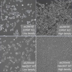 Abcam&nbsp;Human CIRBP (CIRP) knockout HEK-293T cell line