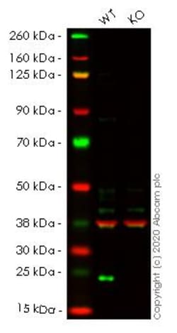 Abcam&nbsp;Human LYPLA1 (Lysophospholipase 1/LPL-I) knockout HEK-293T cell line