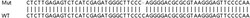 Abcam&nbsp;Human UBXN1 knockout HEK-293T cell line