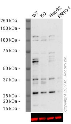 Abcam&nbsp;Human BTRC (Beta TRCP) knockout HEK-293T cell line