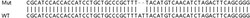 Abcam&nbsp;Human PPP2R5C knockout HEK-293T cell line