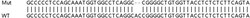 Abcam&nbsp;Human SLC25A39 knockout HEK-293T cell line