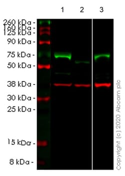 Abcam&nbsp;Human NR2C2 (TR4) knockout HEK-293T cell line
