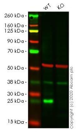 Abcam&nbsp;Human TK1 (Thymidine Kinase 1) knockout HEK-293T cell line