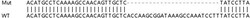 Abcam&nbsp;Human NONO (nmt55 / p54nrb) knockout HEK-293T cell line