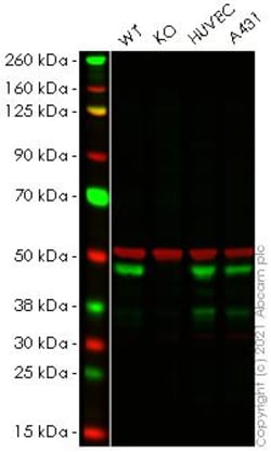 Abcam&nbsp;Human SH3GL1 (EEN) knockout HEK-293T cell line