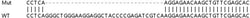 Abcam&nbsp;Human NSUN2 (SAKI) knockout HEK-293T cell line