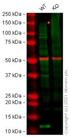 Abcam&nbsp;Human VAMP8 (EDB) knockout HEK-293T cell line
