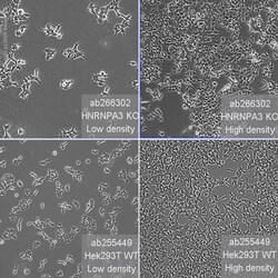 Abcam&nbsp;Human HNRNPA3 knockout HEK-293T cell line
