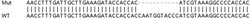 Abcam&nbsp;Human TIMM17A (TIM17) knockout HEK-293T cell line