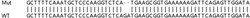 Abcam&nbsp;Human PPM1B knockout HEK-293T cell line