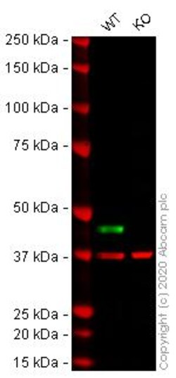 Abcam&nbsp;Human MAP2K2 (MEK2) knockout HEK-293T cell line