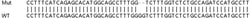 Abcam&nbsp;Human STT3A knockout HEK-293T cell line