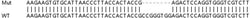Abcam&nbsp;Human SMAD9 knockout HEK-293T cell line