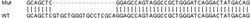 Abcam&nbsp;Human TWF2 knockout HEK-293T cell line