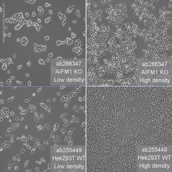 Abcam&nbsp;Human AIFM1 (AIF) knockout HEK-293T cell line