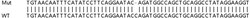 Abcam&nbsp;Human UFSP2 knockout HEK-293T cell line