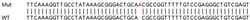 Abcam&nbsp;Human FAM83D knockout HEK-293T cell line