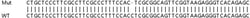Abcam&nbsp;Human MTHFD2 knockout HEK-293T cell line