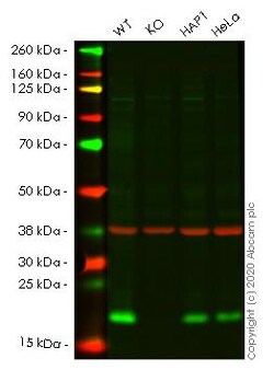 Abcam&nbsp;Human NUDT1 (MTH1) knockout HEK-293T cell line