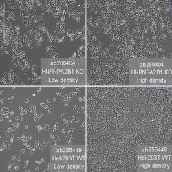 Abcam&nbsp;Human HNRNPA2B1 knockout HEK-293T cell line