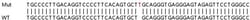 Abcam&nbsp;Human MTMR4 knockout HEK-293T cell line