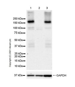 Abcam&nbsp;Human GAK knockout HEK-293T cell line