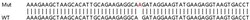 Abcam&nbsp;Human TPM3 (Tropomyosin 3) knockout HEK-293T cell line