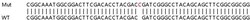 Abcam&nbsp;Human EIF4H knockout HEK-293T cell line