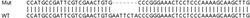 Abcam&nbsp;Human HP1BP3 knockout HEK-293T cell line