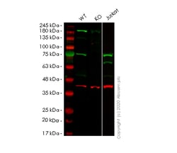 Abcam&nbsp;Human PSIP1 (LEDGF) knockout HEK-293T cell line