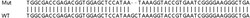 Abcam&nbsp;Human SARNP (CIP29) knockout HEK-293T cell line