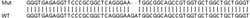 Abcam&nbsp;Human HINT2 knockout HEK-293T cell line