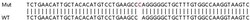 Abcam&nbsp;Human FTSJ1 knockout HEK-293T cell line