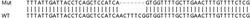 Abcam&nbsp;Human CHD1 knockout HEK-293T cell line