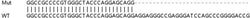 Abcam&nbsp;Human CTDSP1 knockout HEK-293T cell line