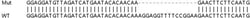 Abcam&nbsp;Human TOP1MT knockout HEK-293T cell line
