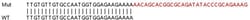 Abcam&nbsp;Human ZNHIT1 knockout HEK-293T cell line