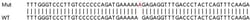 Abcam&nbsp;Human BZW1 (Protein Orf) knockout HEK-293T cell line