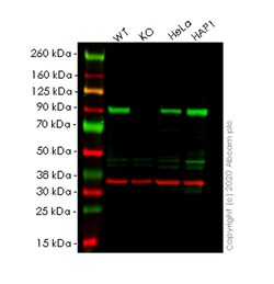 Abcam&nbsp;Human HSP90AA1 (Hsp90 alpha) knockout HEK-293T cell line
