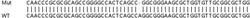 Abcam&nbsp;Human WDR34 knockout HEK-293T cell line