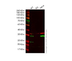 Abcam&nbsp;Human TPM4 knockout HEK-293T cell line