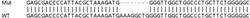 Abcam&nbsp;Human CNPY2 (MSAP) knockout HEK-293T cell line