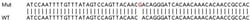 Abcam&nbsp;Human PAPOLA knockout HEK-293T cell line