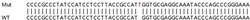 Abcam&nbsp;Human TMEM208 knockout HEK-293T cell line
