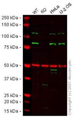 Abcam&nbsp;Human Arhgef1 (p115-RhoGEF) knockout HEK-293T cell line