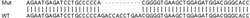 Abcam&nbsp;Human SDF4 knockout HEK-293T cell line